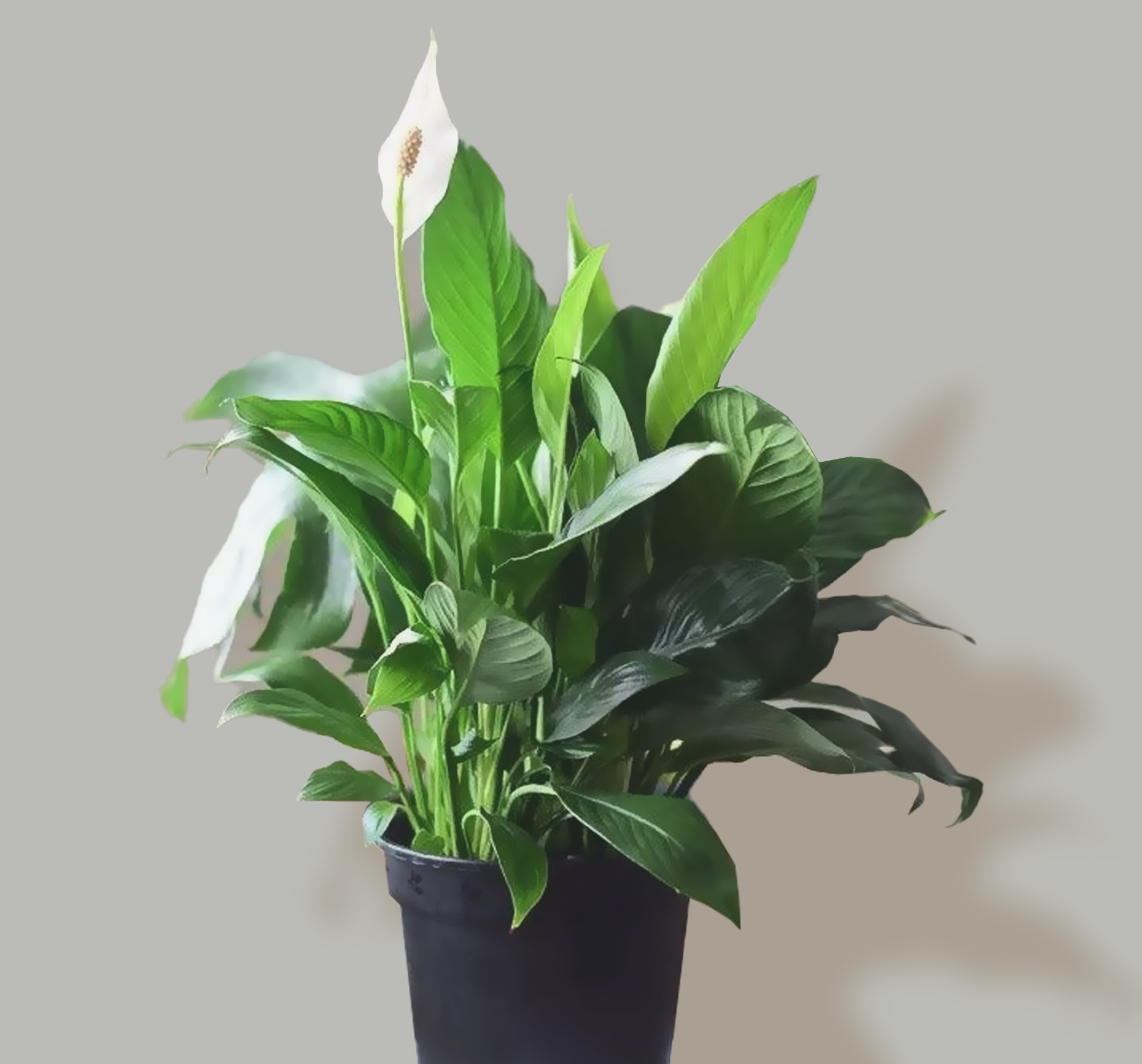 Peace Lily